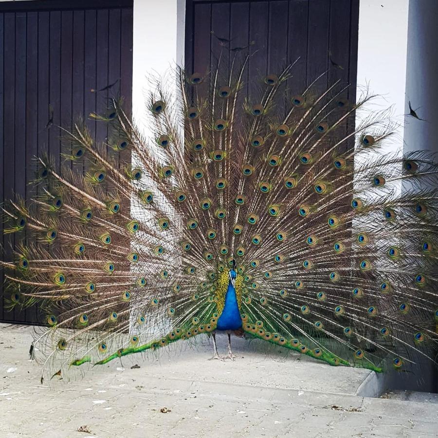 Peacock Lodge Wain Экстерьер фото